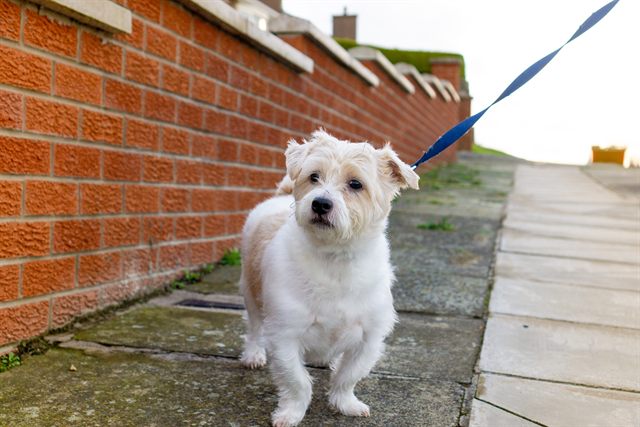 Benji on a walk